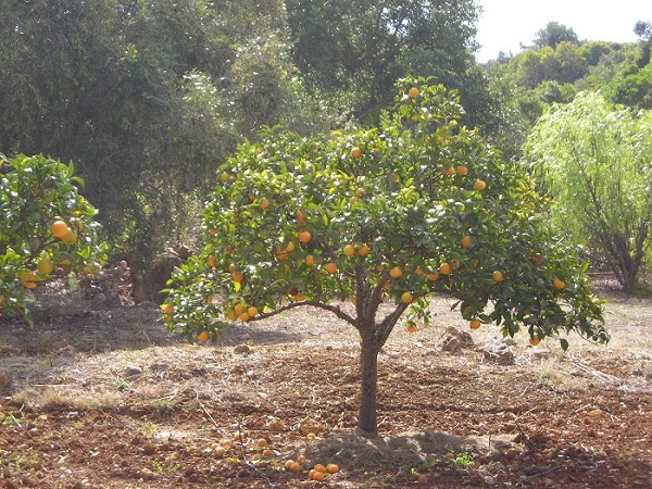 Orange tree