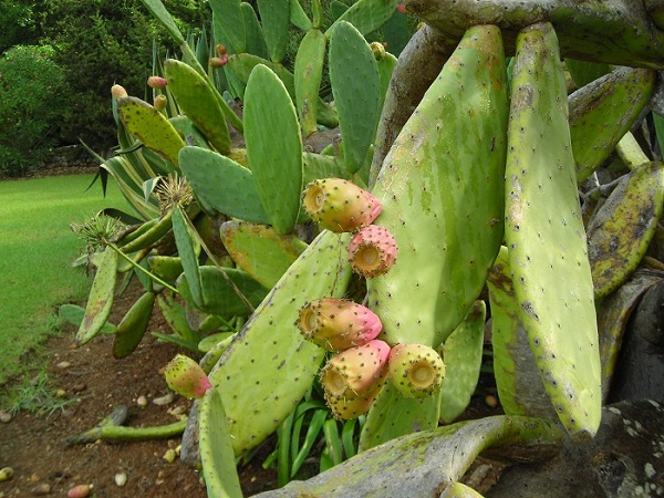 Prickly pears